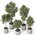 Beautiful Bonsai Potted Plants with Various Sizes Green Leaves and White Pots