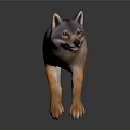 Realistic 3D Rendered Wolf with Gray Brown Fur Walking on Dark Background and Reflection 3d model