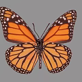 Vibrant Monarch Butterfly with Spread Orange Black Wings and White Spots