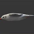 White Seagull Flying With Spread Wings And Red Beak On Gray Background 3d model