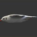 Modern Seagull Cartoon Seagull 3d model