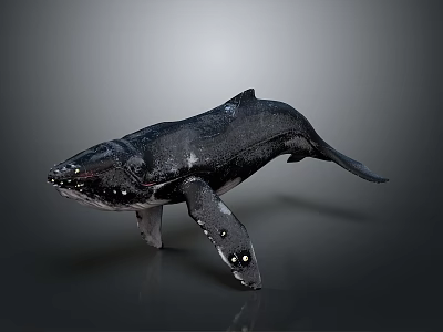 Detailed Realistic Whale 3D Model with Black Body White Spots on Gray Background 3d model