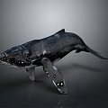 Detailed Realistic Whale 3D Model with Black Body White Spots on Gray Background