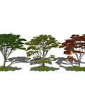 modern maple landscape tree red maple 3d model