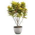 Bonsai Potted Plant with Green Yellow Red Foliage in White Ceramic Pot for Indoor Decor