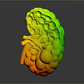 Human Kidney Anatomical Model Showing Internal Structure Blood Vessels And Detailed Medical Education Features