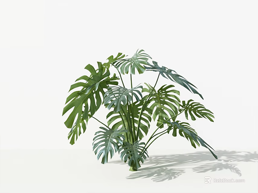 Monstera Plant With Large Green Leaves And Distinct Vein Patterns On Pure White Background 3d model 