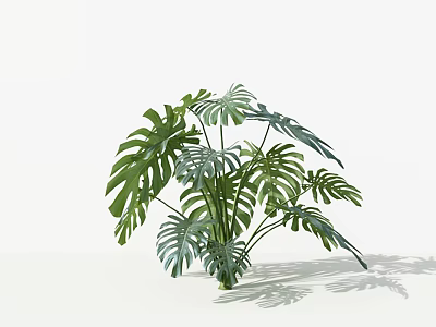 Monstera Plant With Large Green Leaves And Distinct Vein Patterns On Pure White Background 3d model