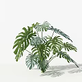 Monstera Plant With Large Green Leaves And Distinct Vein Patterns On Pure White Background