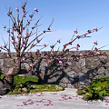 Ornamental Flowering Tree With Pink Blossoms Against Stone Wall Moss Scattered Petals And Green Plants