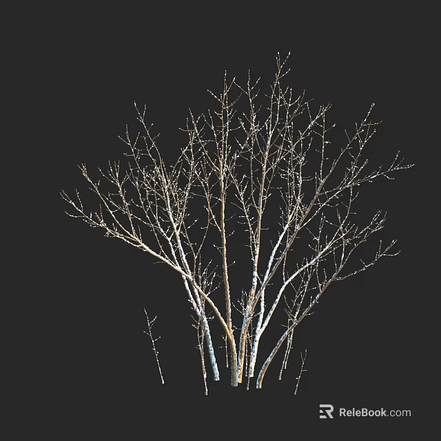 Bare Arbor With Thin Branches Against Black Background Natural Scene 3d model