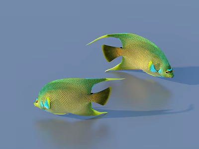 Colorful Green Angelfish With Yellow Fins And Blue Eye Details Swimming On Blue Background 3d model