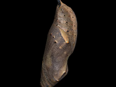 Close Up View Of Hanging Brown Spotted Flying Insect Pupa On Black Background 3d model