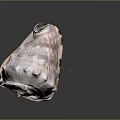 Marine Mollusk With Spiral Brown White Patterned Textured Seashell Surface 3d model