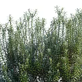 Lush Green Shrubs With Dense Foliage And Natural Growth Habit For Garden Landscaping