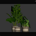 Green Leafy Indoor Plants in Striped Ceramic Pots for Home Decoration