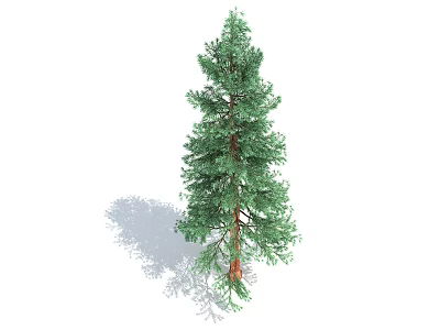 Evergreen Tree With Dense Green Foliage Tall Trunk And Natural Shadow In Outdoor Scene 3d model
