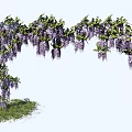 Lush Wisteria Vine With Hanging Purple Flowers Forming Arch Over Green Grass