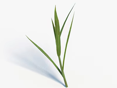Fresh Green Grass with Long Slender Leaves Isolated on White Background 3d model