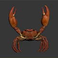 Red Crab with Large Claws Isolated on Reflective Gray Background