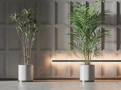 Indoor Potted Plants In White Pots With Gray Paneled Wall And Lighting 3d model