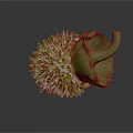 Green Spiky Tropical Plant Fruit with Fresh Green Leaves on Dark Background