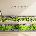 Indoor Bonsai Plants Decorative Arrangement With Green Moss And Stones