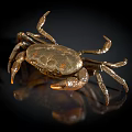 Shiny Golden Crab Aquatic Animal With Detailed Claws And Black Background Reflection