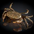 Modern Crab Yangcheng Lake Hairy Crab Tianjin Purple Crab Red Crab 3d model