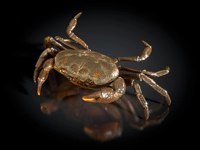 Shiny Golden Crab Aquatic Animal With Detailed Claws And Black Background Reflection 3d model