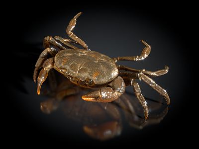 Modern Crab Yangcheng Lake Hairy Crab Tianjin Purple Crab Red Crab 3d model