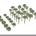 Tall Palm Trees Neatly Arranged With Long Shadows Against Gray Background