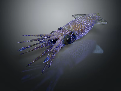 Squid With Shiny Spots And Long Tentacles On Dark Background With Reflection 3d model