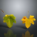 Spotted Green And Yellow Plant Leaves On Gray Gradient Background With Reflections