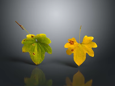 Spotted Green And Yellow Plant Leaves On Gray Gradient Background With Reflections 3d model