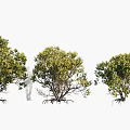 Mangrove Trees With Various Sizes Different Forms And Exposed Root Systems 3d model