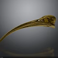 Bird Skull Skeleton With Long Curved Beak And Detailed Bone Structure