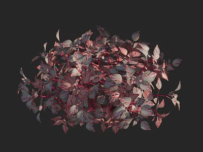Vibrant Red and Purple Leafy Plants with Lush Foliage in Black 3d model