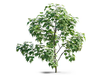 Lush Green Shrub With Dense Vibrant Foliage And Healthy Branches 3d model