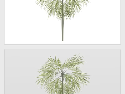 Lush Tall Palm Tree With Feathery Green Leaves And Slender Trunk 3d model
