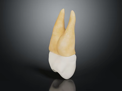 3D Rendered Dental Bicuspid Tooth Model With Yellow Crown And White Root On Dark Background 3d model