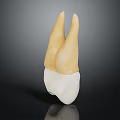 3D Rendered Dental Bicuspid Tooth Model With Yellow Crown And White Root On Dark Background