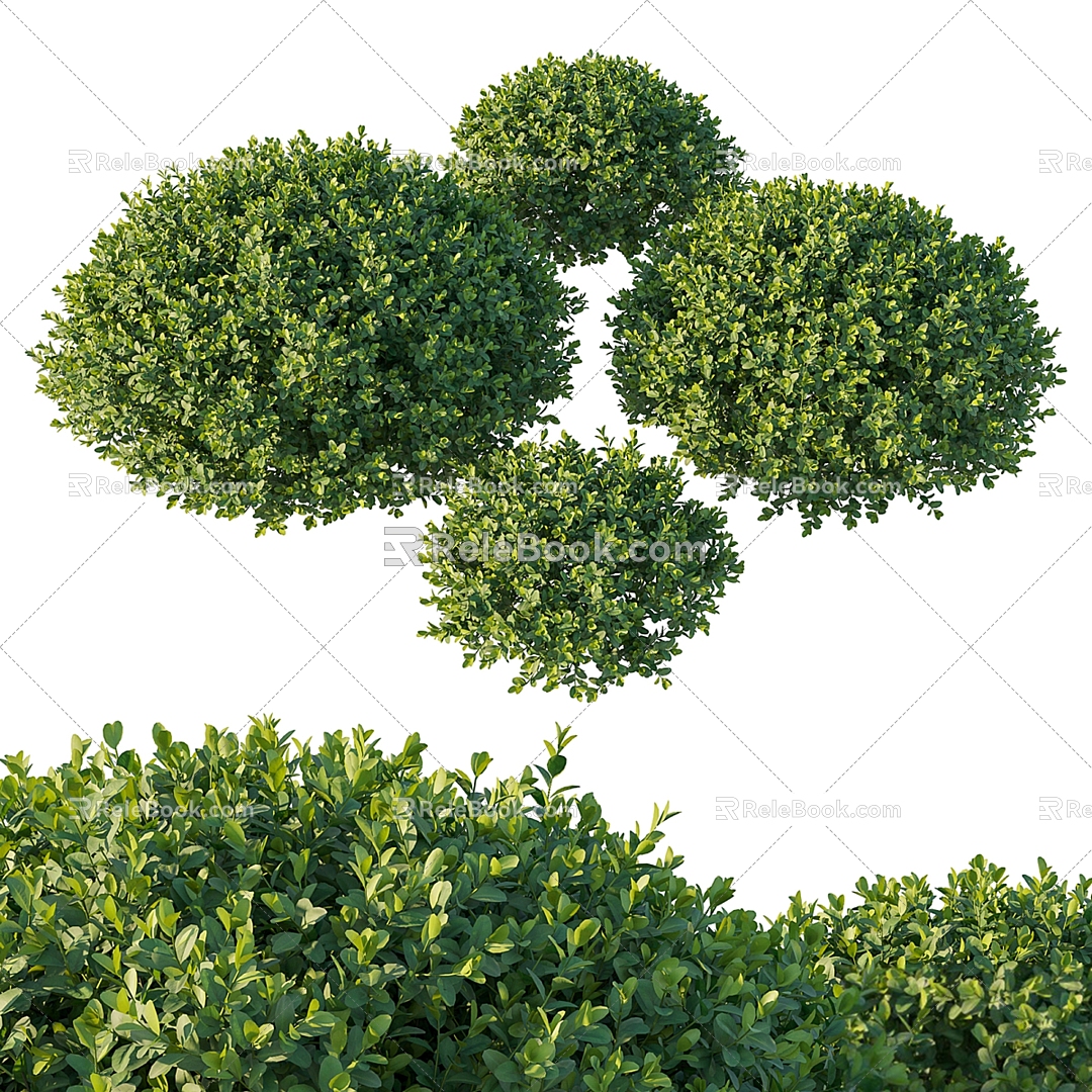 Modern Shrub Plants 3d model