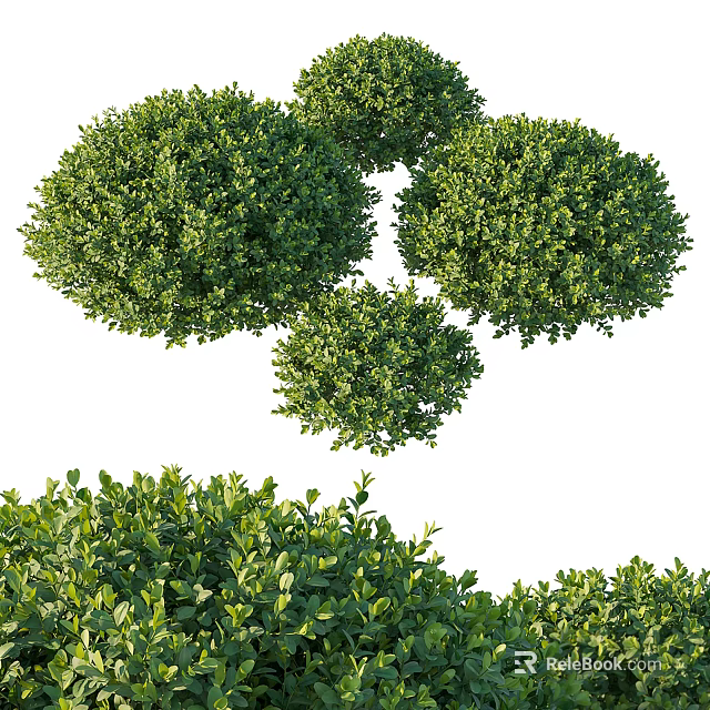 Lush Green Well Trimmed Round Evergreen Shrubs For Garden Landscaping And Outdoor Design 3d model 