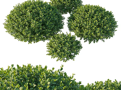 Lush Green Well Trimmed Round Evergreen Shrubs For Garden Landscaping And Outdoor Design 3d model