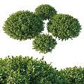 Lush Green Well Trimmed Round Evergreen Shrubs For Garden Landscaping And Outdoor Design
