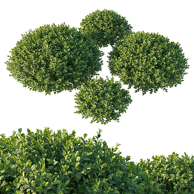Lush Green Well Trimmed Round Evergreen Shrubs For Garden Landscaping And Outdoor Design 3d model