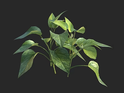 Healthy Green Plant With Lush Fresh Leaves Growing On Black Background 3d model