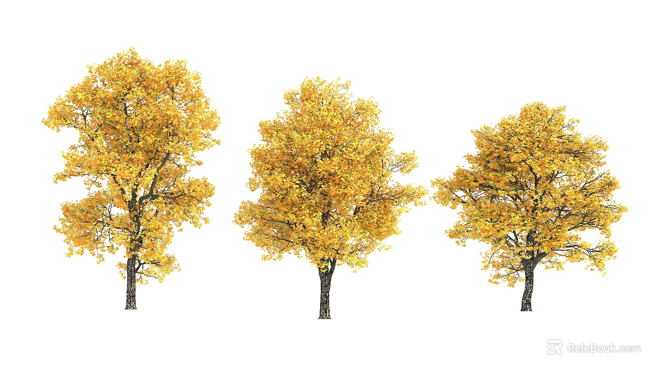 Three Vibrant Autumn Trees With Bright Yellow Foliage And Lush Canopies 3d model 