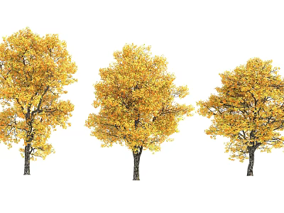 Three Vibrant Autumn Trees With Bright Yellow Foliage And Lush Canopies 3d model